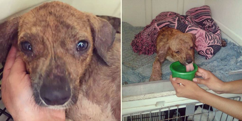 Indignación: despellejan vivo a un pequeño perro y lo dejan tirado en la calle