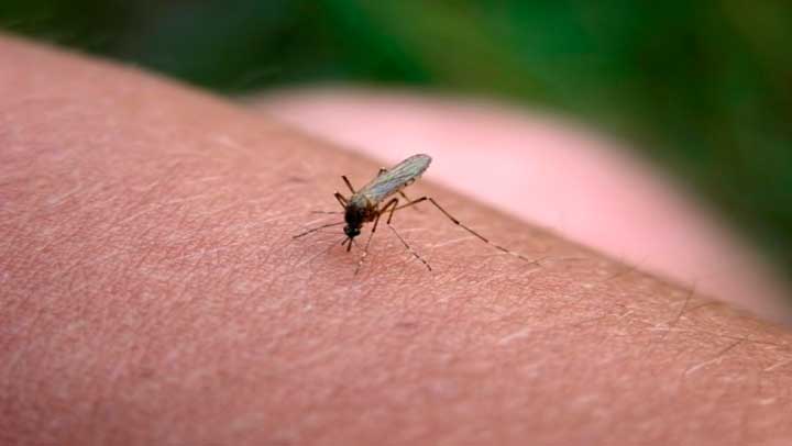 ¿por qué sigue habiendo mosquitos a pesar del frío?