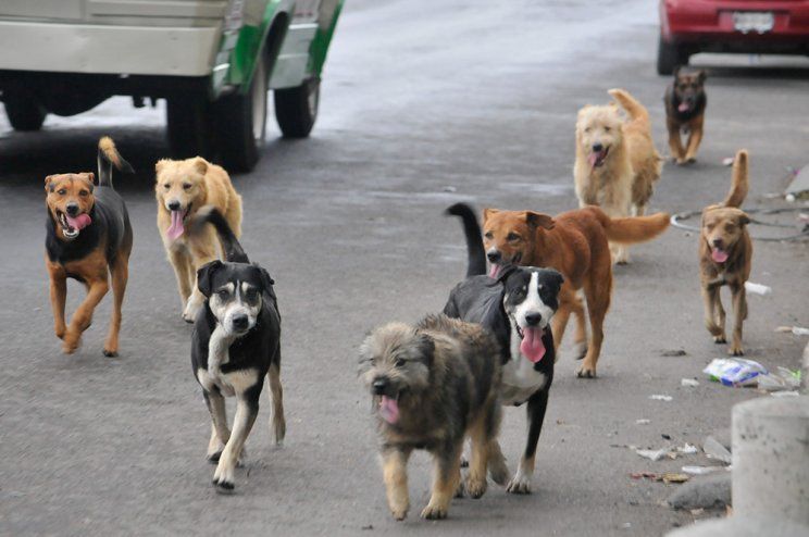 Mar del plata: una nena en terapia intensiva tras ser mordida por una jauría de perros
