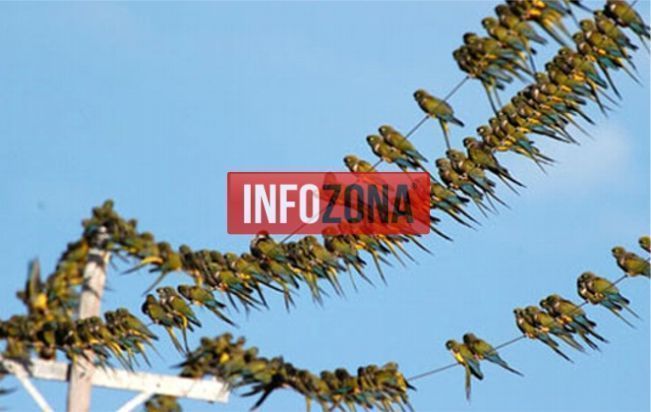 Una invasión de loros preocupa a los vecinos de hilario ascasubi