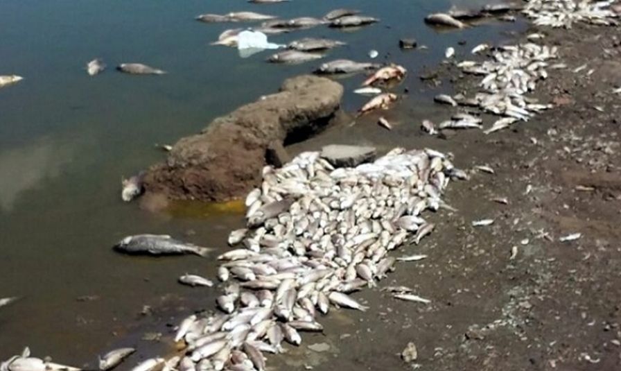 Preocupa la mortandad de peces en la laguna de lobos