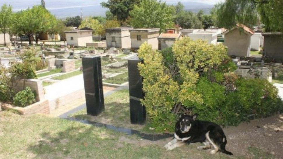 Murió el perro que estuvo más de 10 años junto a la tumba de su amo