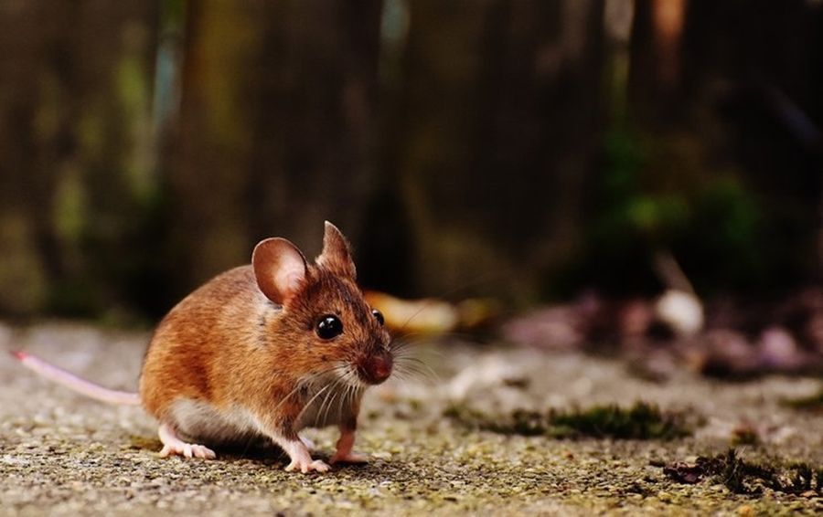 Florencio varela: un joven de 14 años contrajo hantavirus en la zona rural