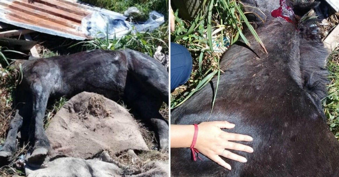 Indignante: robó un caballo, lo descuartizó a ladrillazos y quedó libre