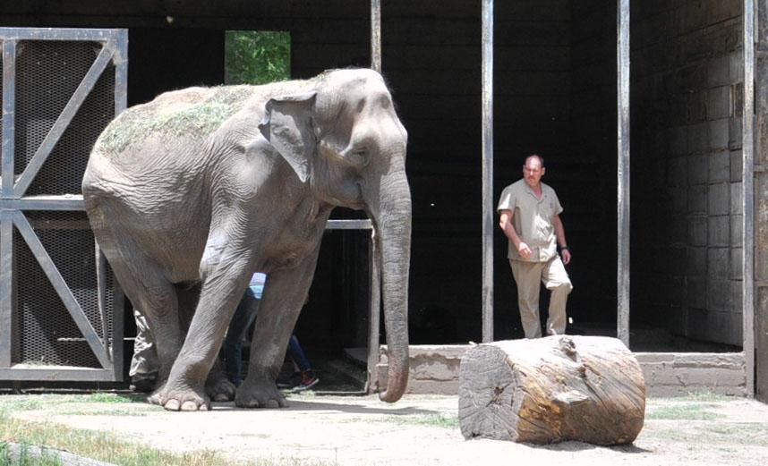 Emblemático elefante del zoo de la plata será liberado