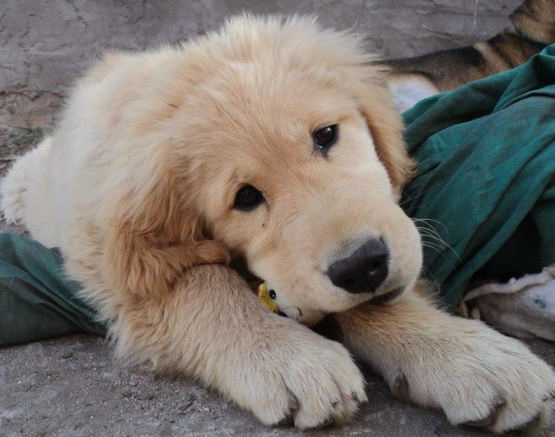 Le robaron el perro y regala su auto a quien le diga dónde está