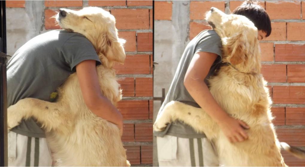 Encontraron al perro por el que su dueña había ofrecido su auto como recompensa
