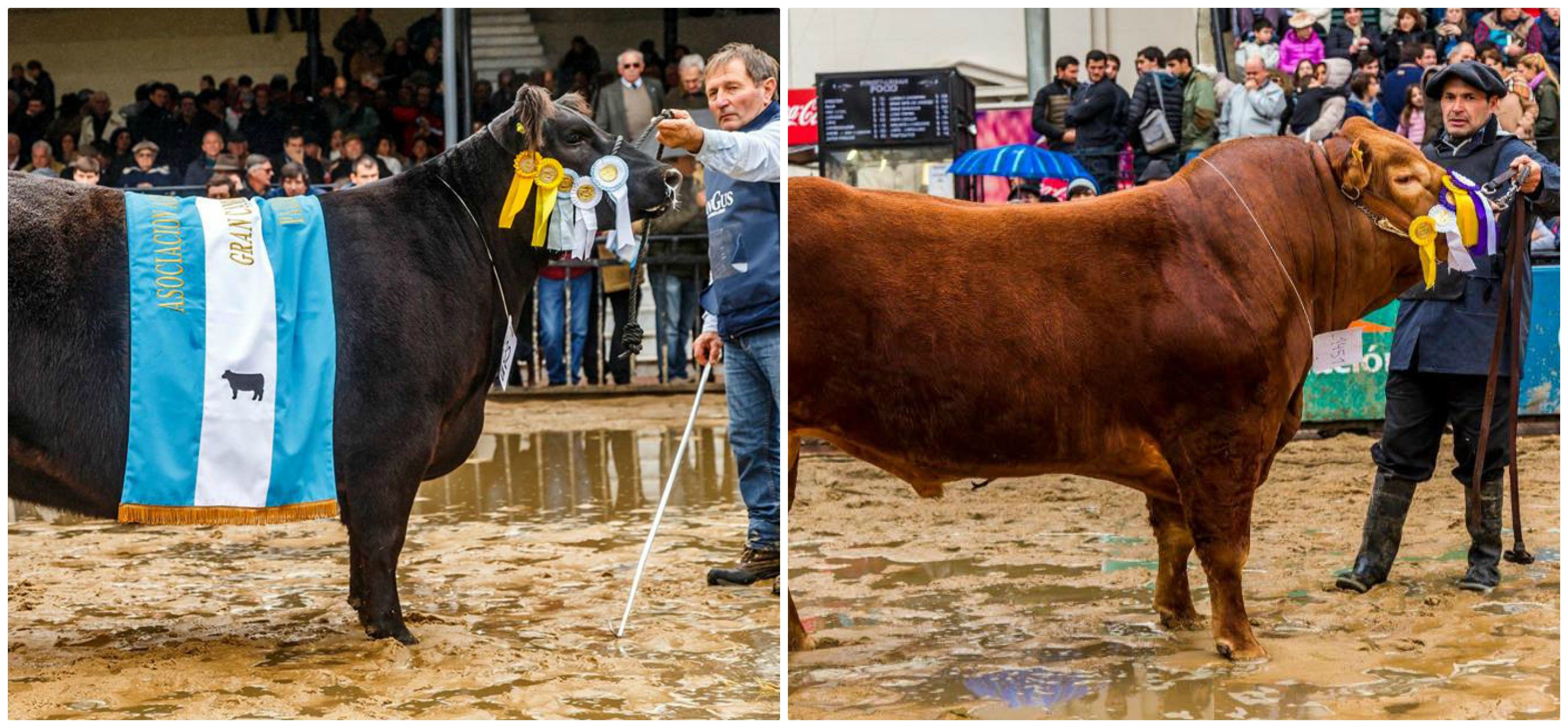 Los ganadores de la región en la Exposición Rural de Palermo