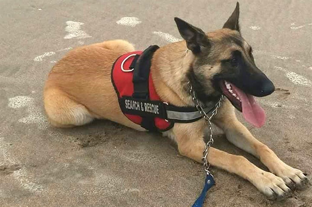 Buscan a miel, una perra rescatista que trabaja con los bomberos