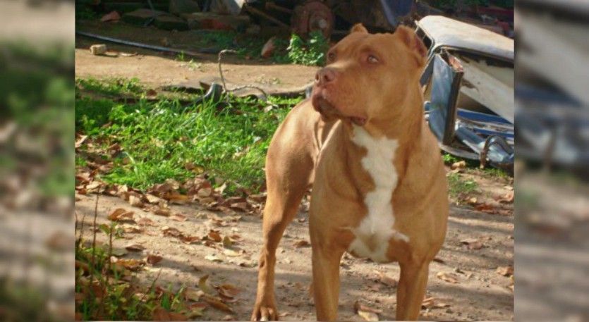 Nena salió a jugar a la puerta de su casa y un pitbull le perforó el cráneo