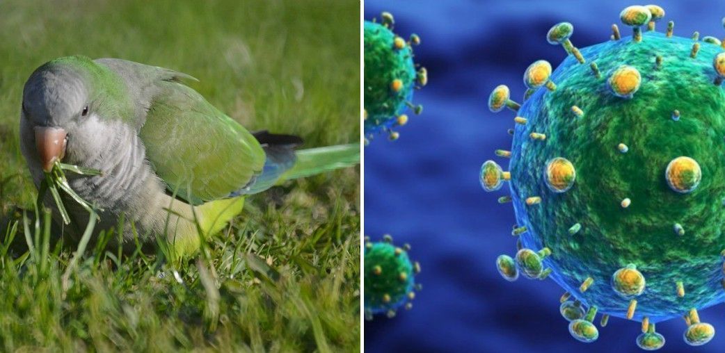 Brandsen: una joven se encuentra en terapia intensiva tras contagiarse psitacosis