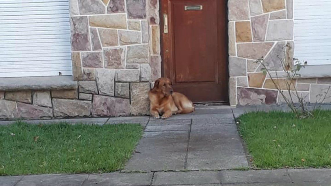 Final feliz: adoptaron al perro abandonado en una casa de mar del plata