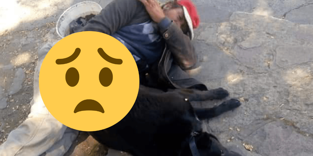¡indignante! Un hombre viola perros callejeros en bariloche