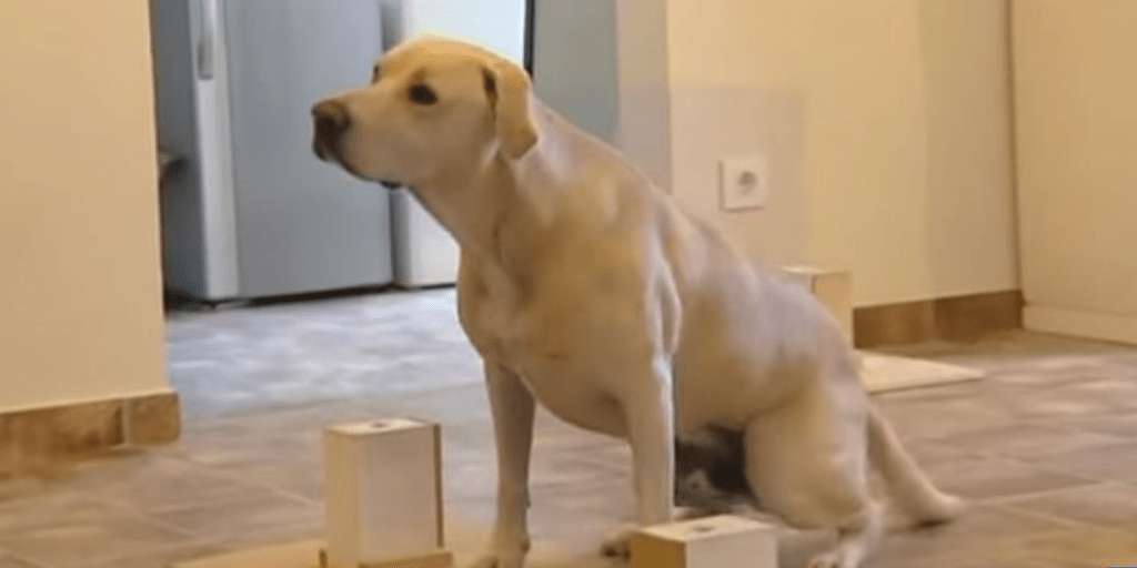 Conocé a blat, el perro que aprendió a detectar el cáncer de pulmón