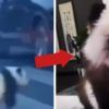 Perro Chow Chow oso panda