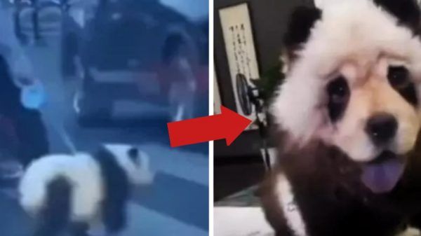 Perro Chow Chow oso panda
