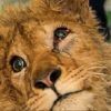 Simba León cachorro