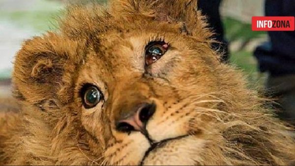 Simba León cachorro