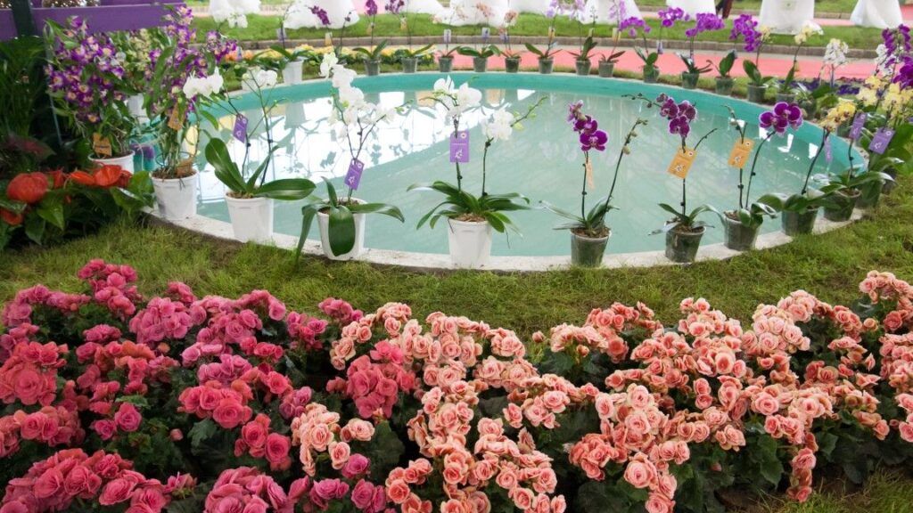 Predio decorado con flores violetas, rojas y rosadas en la Fiesta Nacional de la Flor, en Escobar