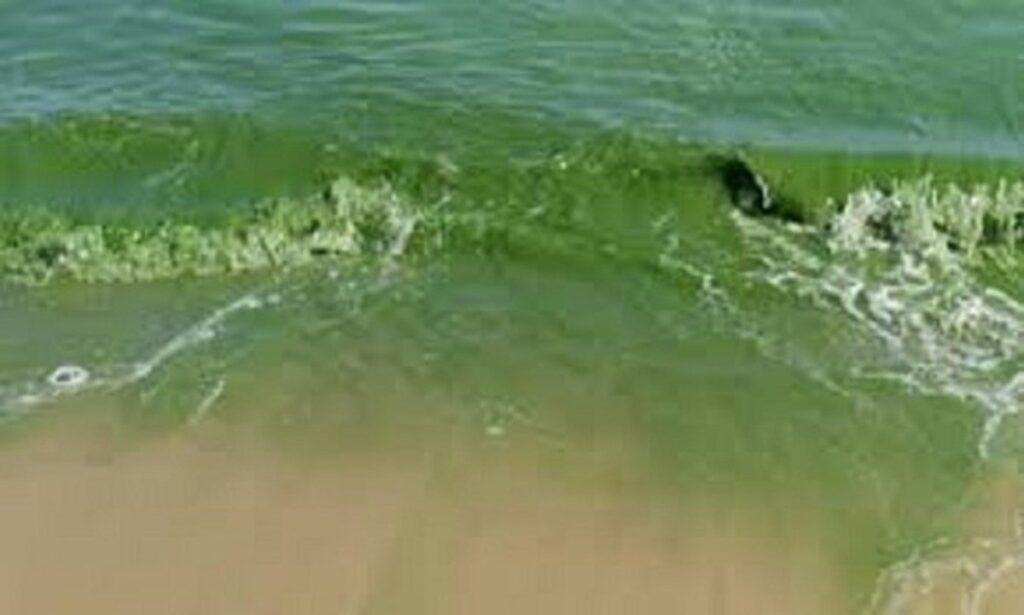 Cianobacterias en pba: por qué son letales para las mascotas y qué síntomas vigilar si vas a una laguna 2 Cianobacterias en pba: por qué son letales para las mascotas y qué síntomas vigilar si vas a una laguna