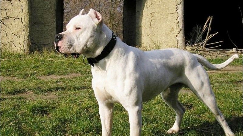 dogo_argentino