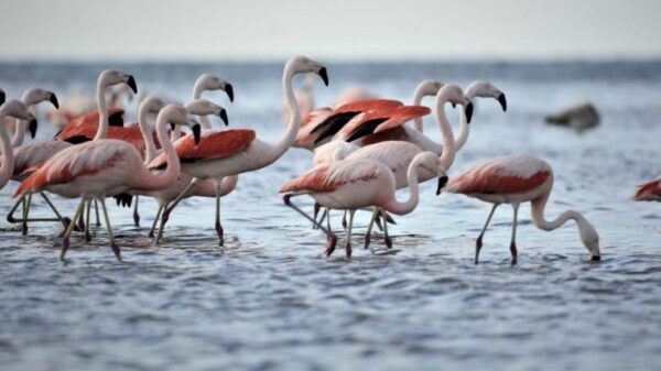 flamencos-mar-chiquita