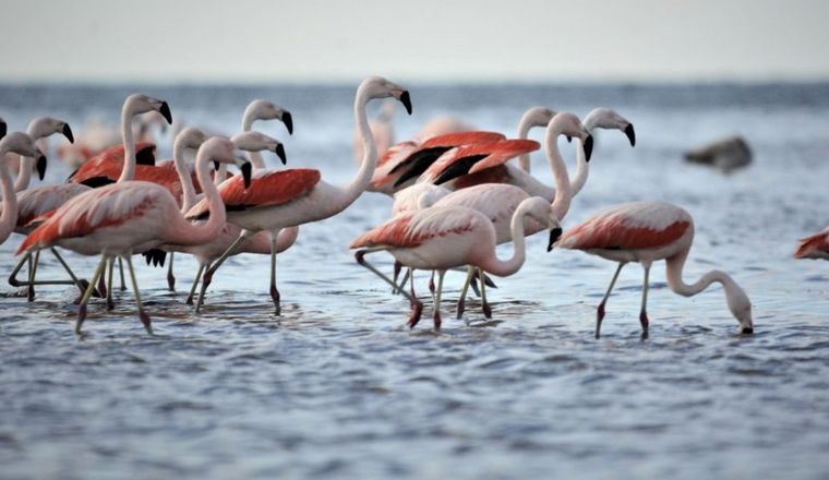 flamencos-mar-chiquita