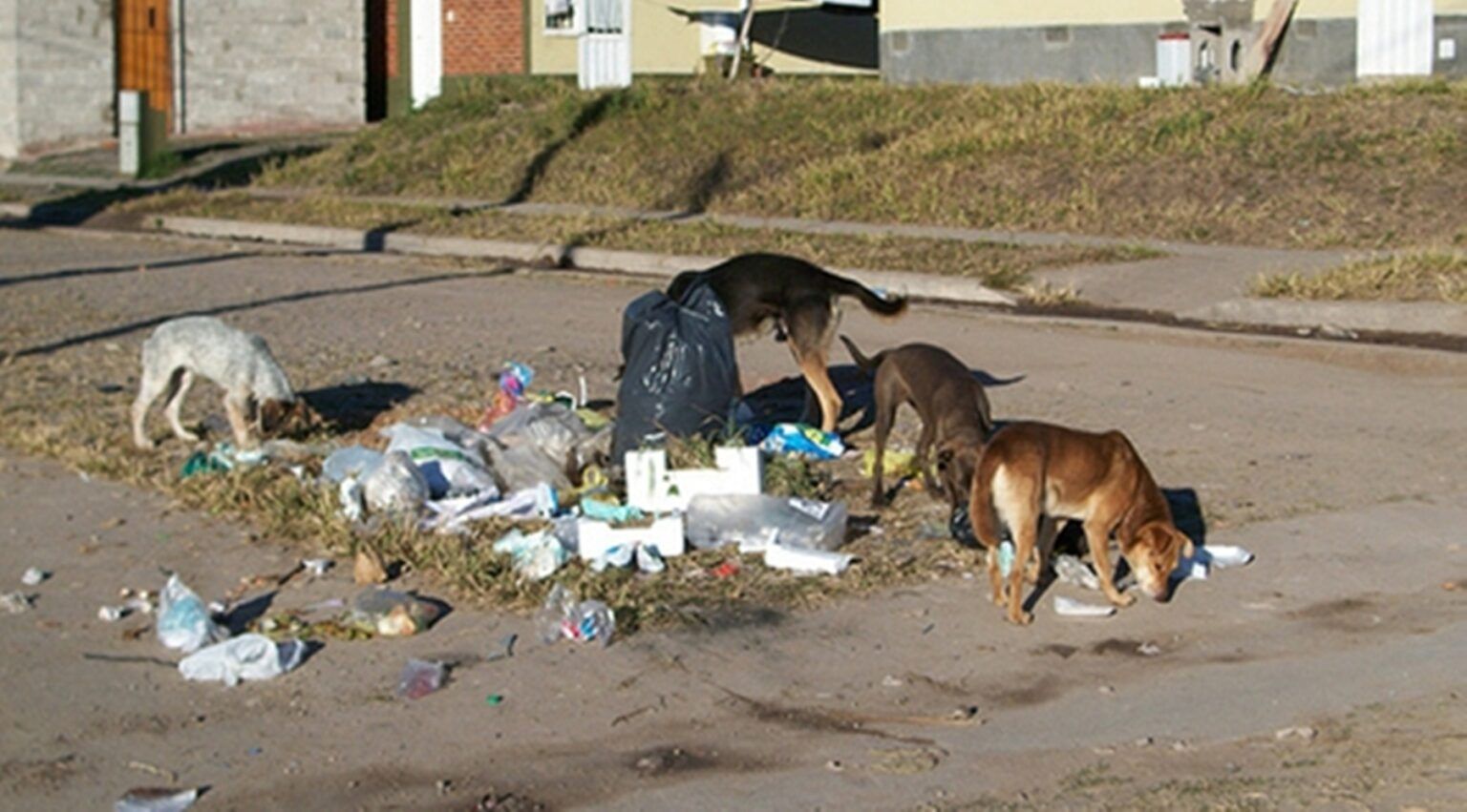 General madariaga: multarán a los dueños de los perros sueltos en la calle