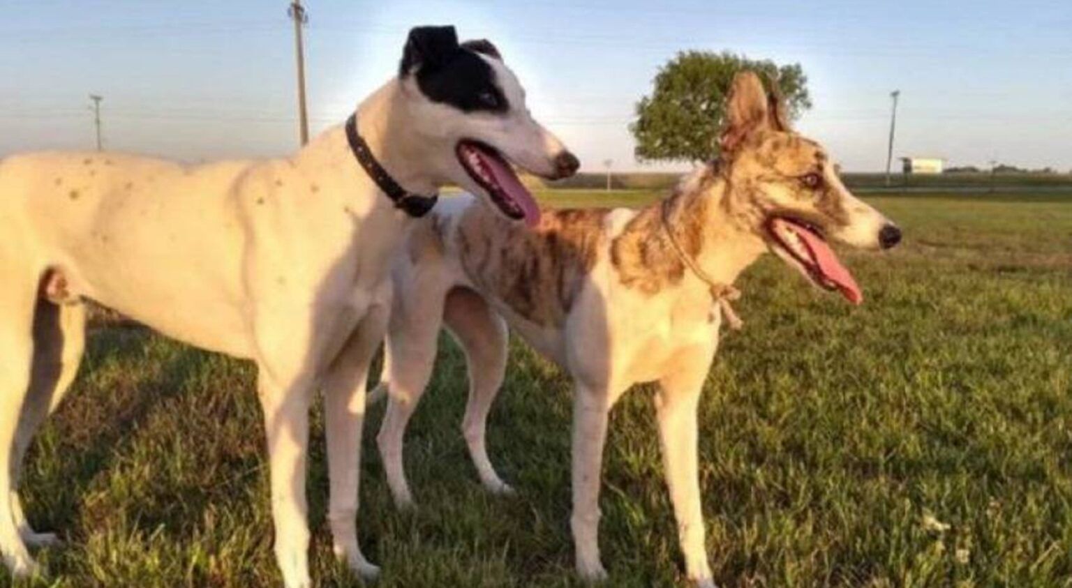 Mató a tiros a dos perros que ingresaron en su campo y amenazó a los dueños