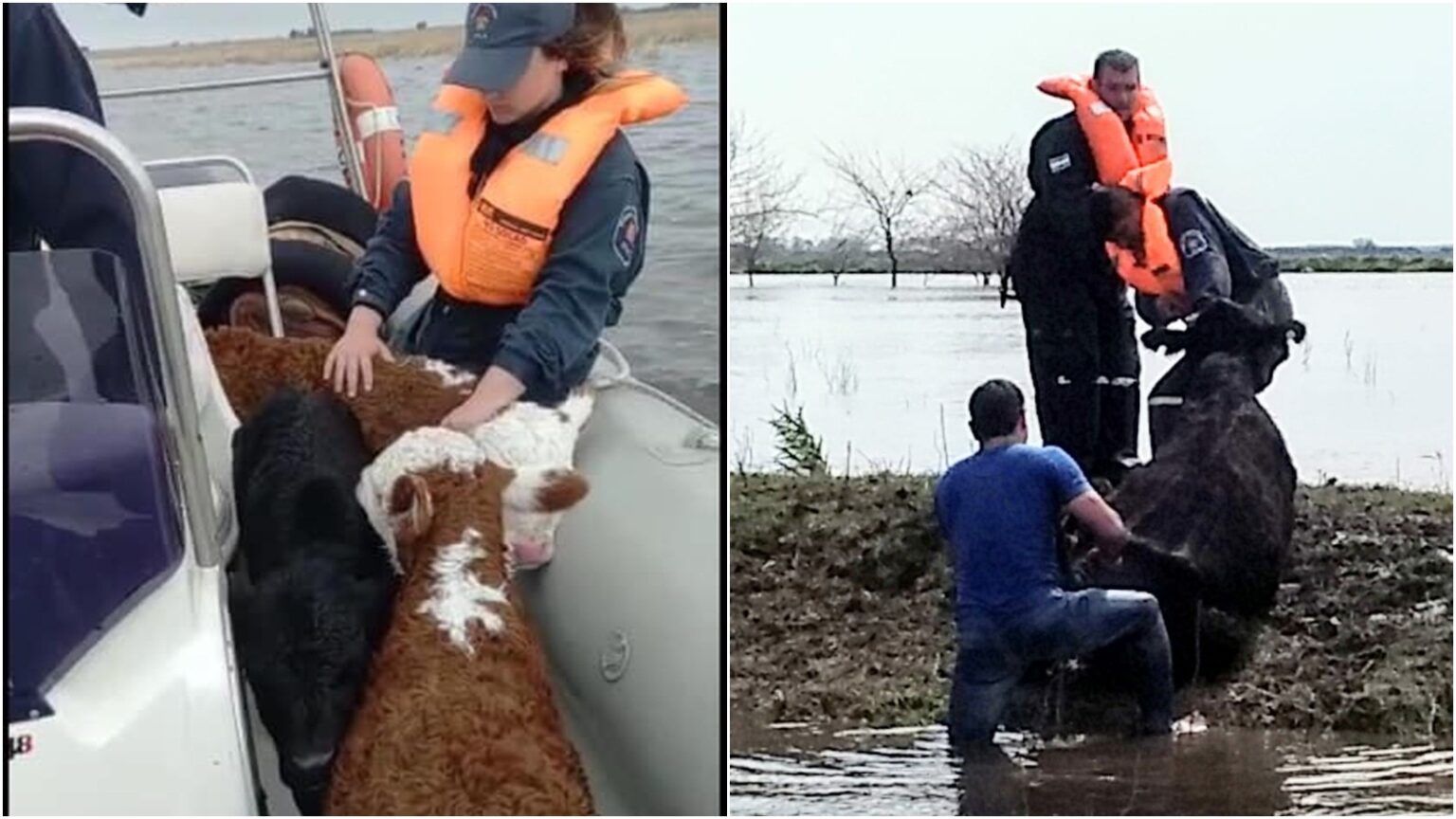 Pila: bomberos voluntarios rescatan animales de campos inundados