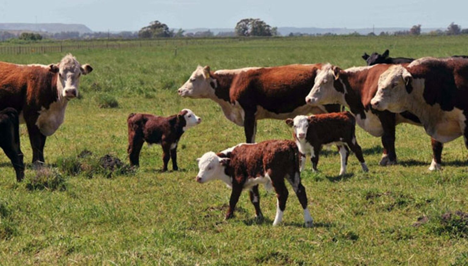 Robaron 35 vacas de un campo de magdalena y "nadie vio nada"