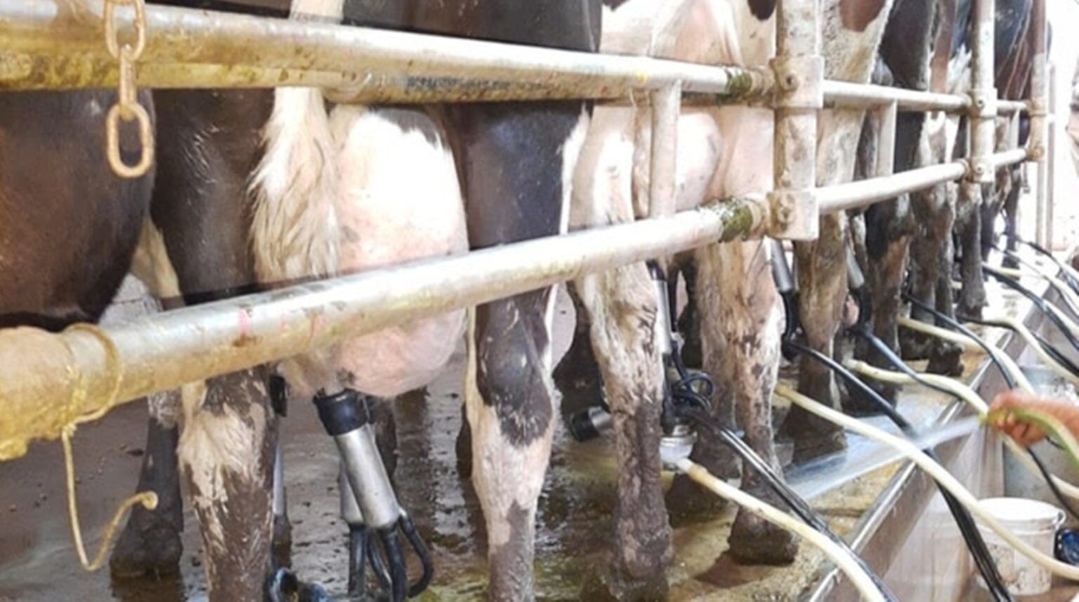 Retención cero para el sector lácteo por tres meses ¿en qué consiste la medida? 1 Retención cero para el sector lácteo por tres meses ¿en qué consiste la medida?