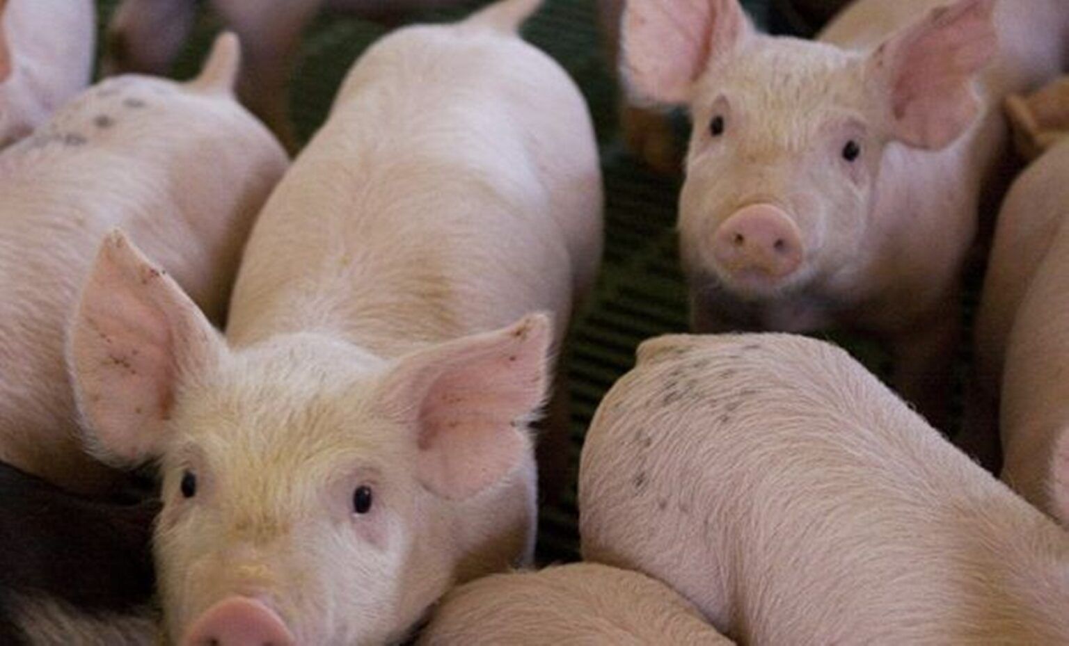 Declaran alerta sanitaria en todo el país por la peste porcina africana