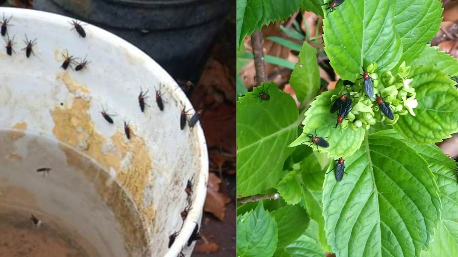 Dilophus-pectoralis-mosca