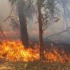incendio-parque-pereyra-iraola