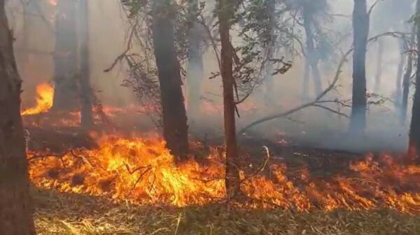 incendio-parque-pereyra-iraola
