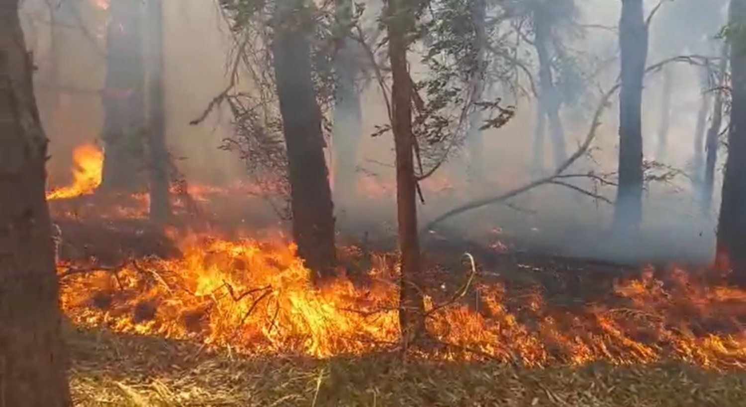 incendio-parque-pereyra-iraola