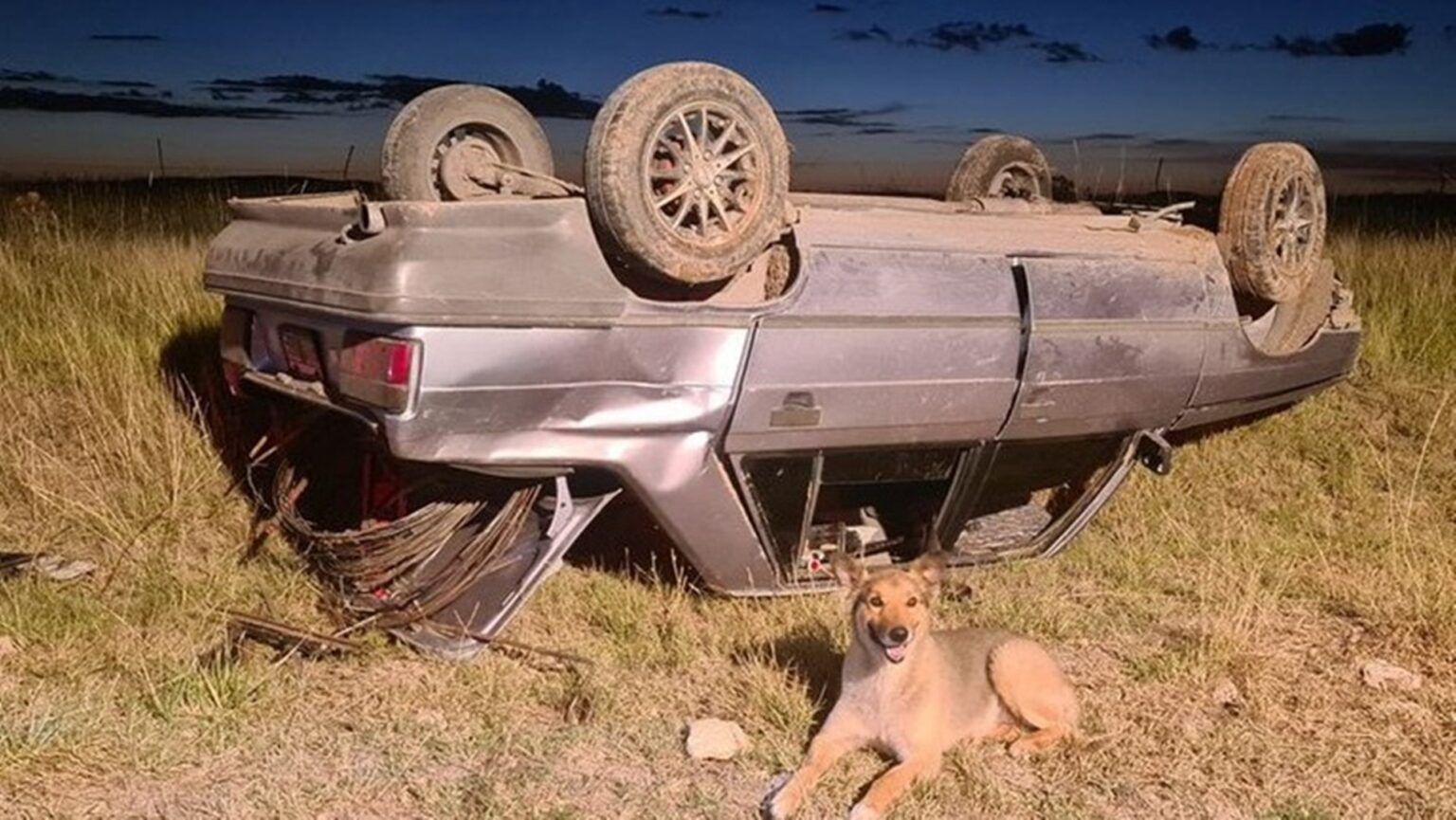 Amigo fiel: volcó con su auto y su perro se quedó con él hasta que los socorrieron