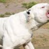 perros-dogo-coronel-suarez-provincia