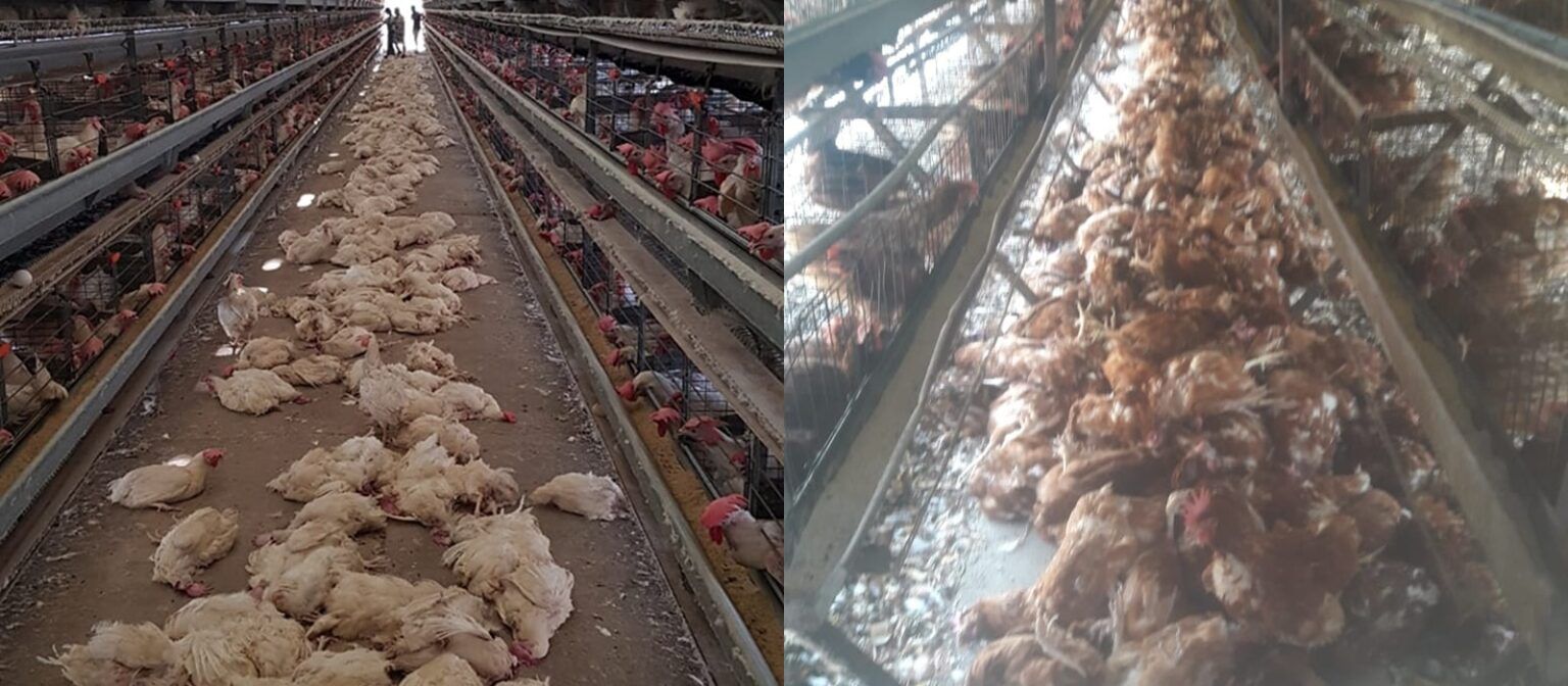 General pirán: por la ola de calor, cientos de gallinas murieron en un criadero