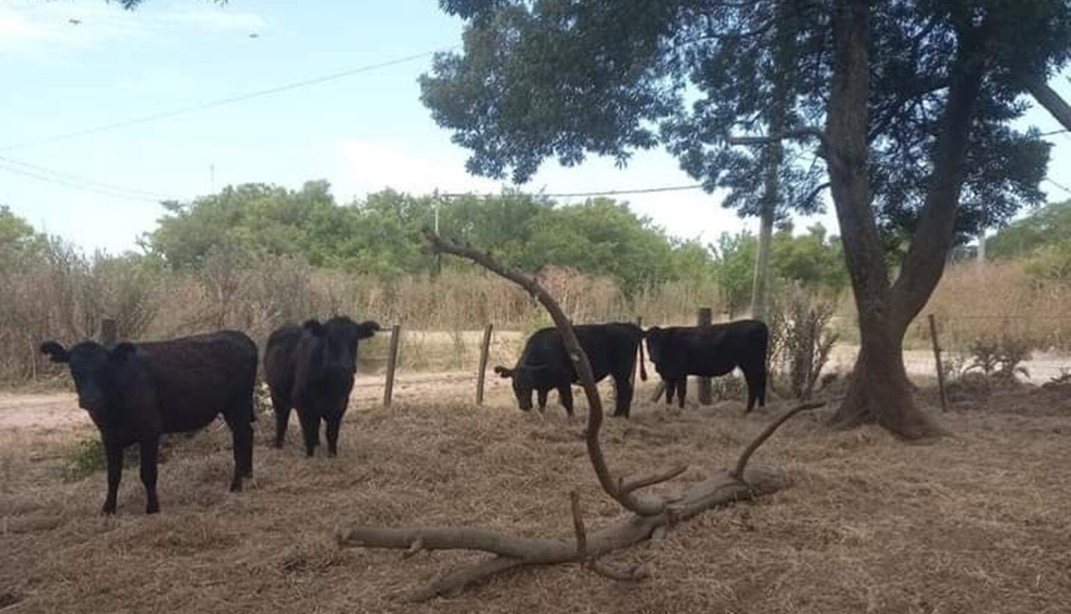 Recuperan en un campo de chascomús varios vacunos que fueron robados en dolores