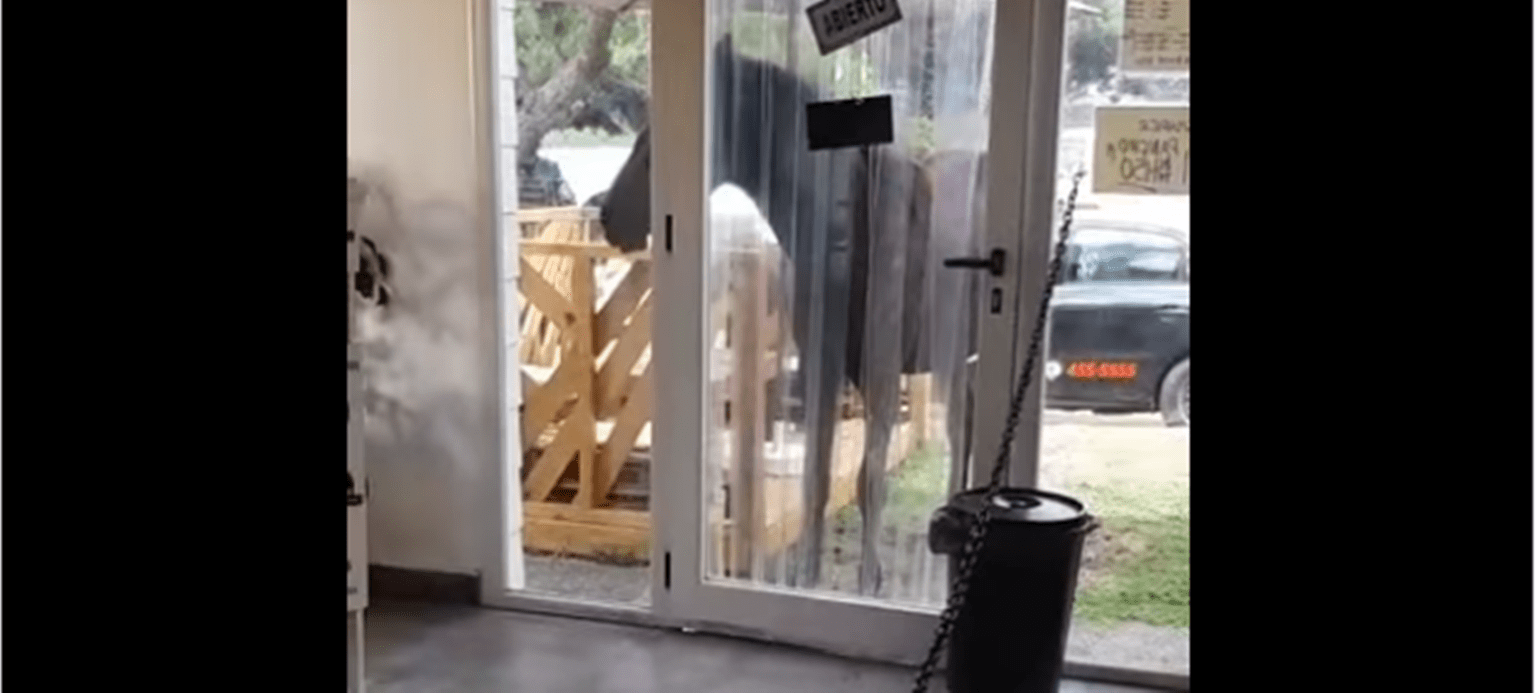 ¡sorpresa! Un caballo se comió el desayuno de turistas en nueva atlantis