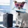 como-viajar-en-avion-con-un-perro