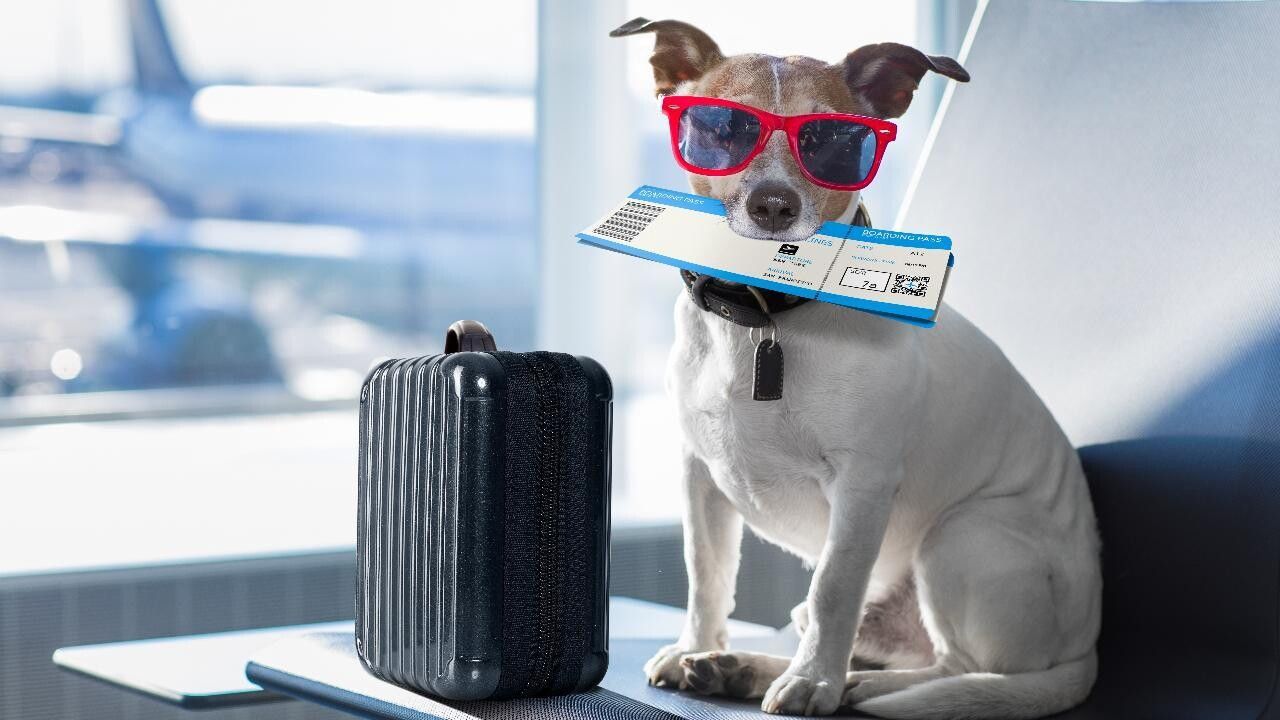 como-viajar-en-avion-con-un-perro