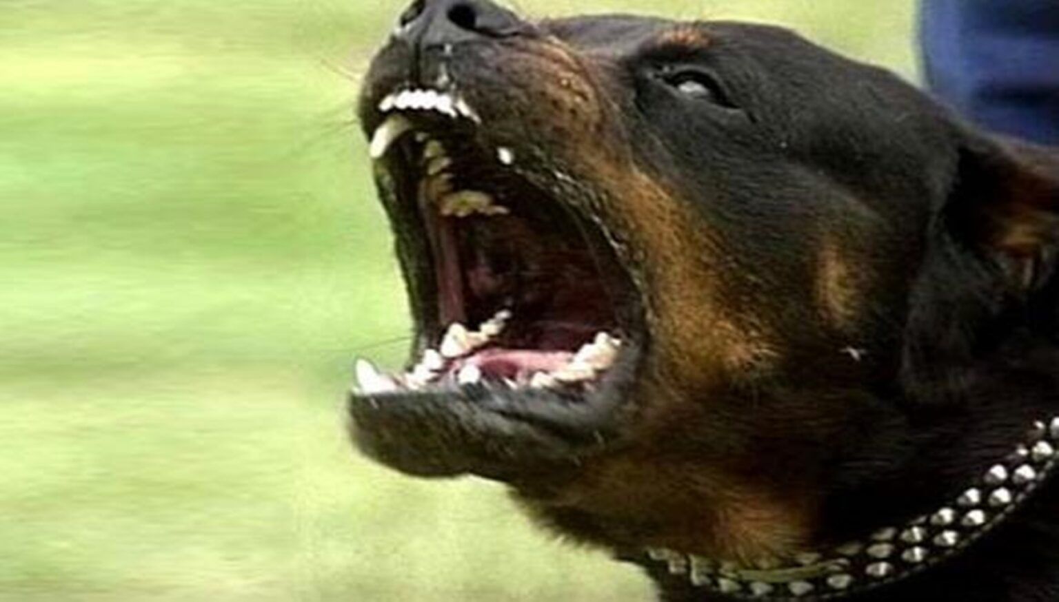 Ayacucho: un rottweiler atacó y causó graves heridas a una nena de un año y medio