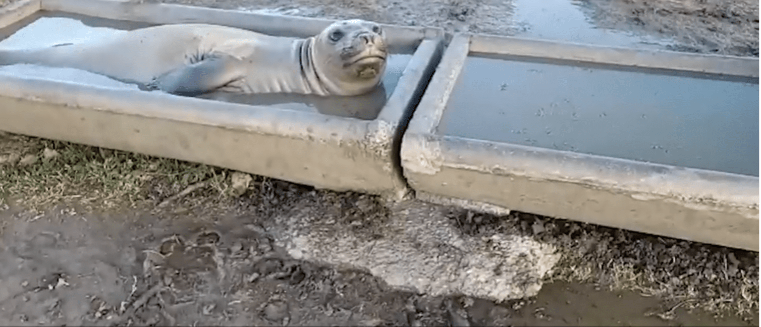 ¡insólito! Encontraron un elefante marino en un campo de punta indio