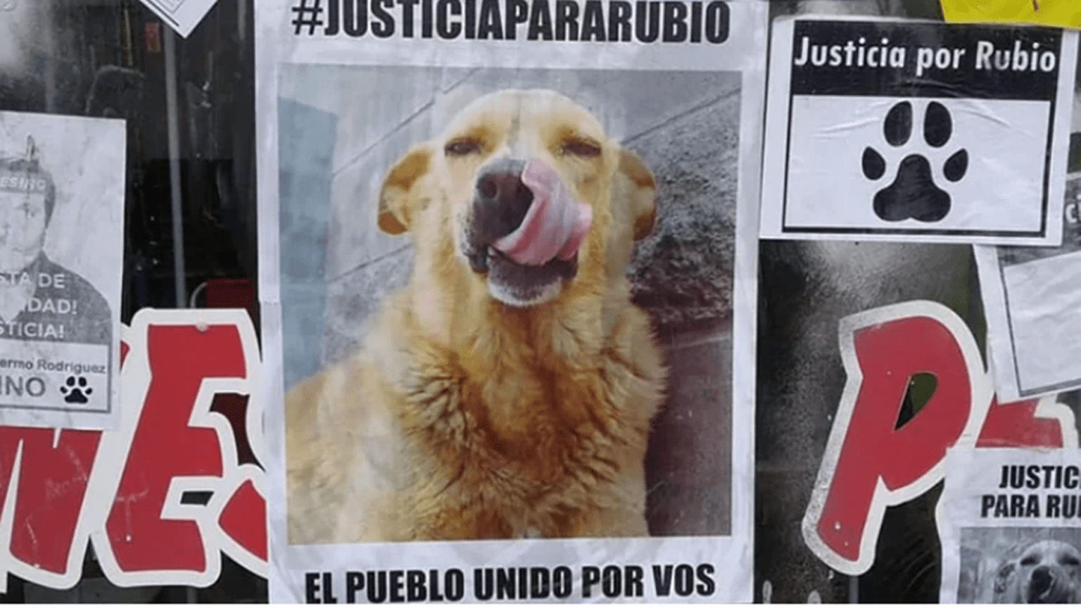 El 13 de abril comienza el juicio oral por el asesinato del perro rubio en mar del tuyú