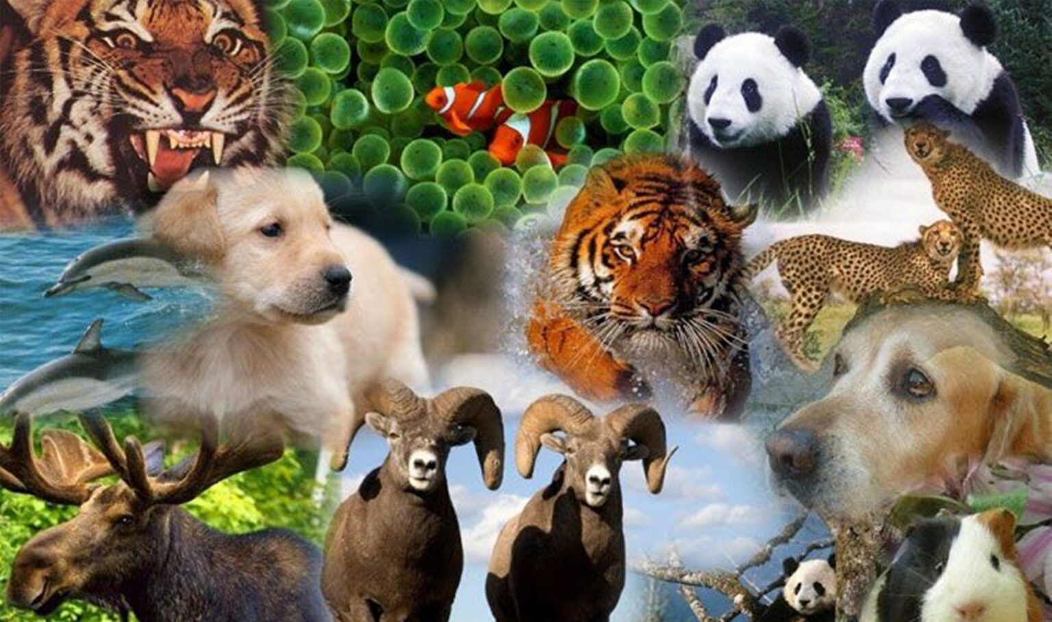 ¿por qué hoy se celebra el día de animal?