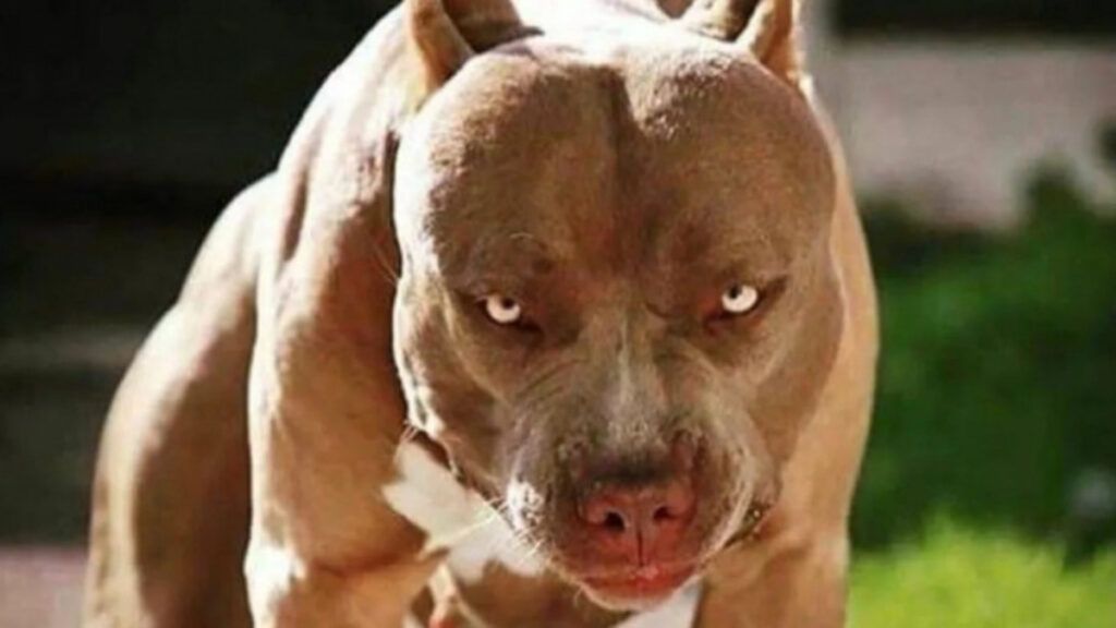 perro-peligroso
