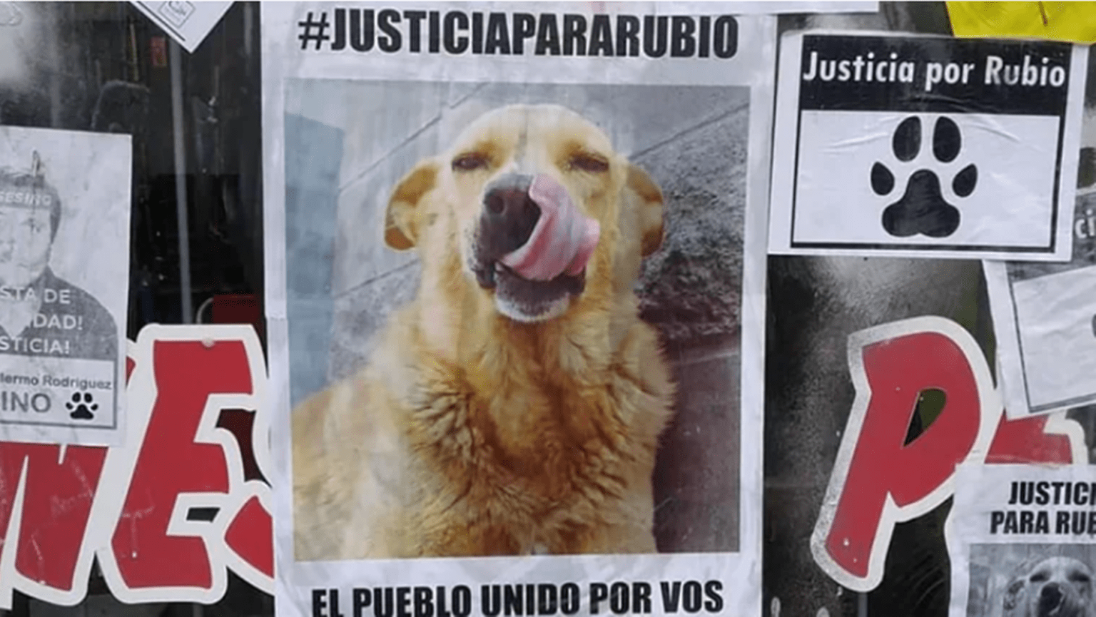 Dolores: en un fallo inédito condenaron al autor de la muerte del perro "rubio" de mar del tuyú